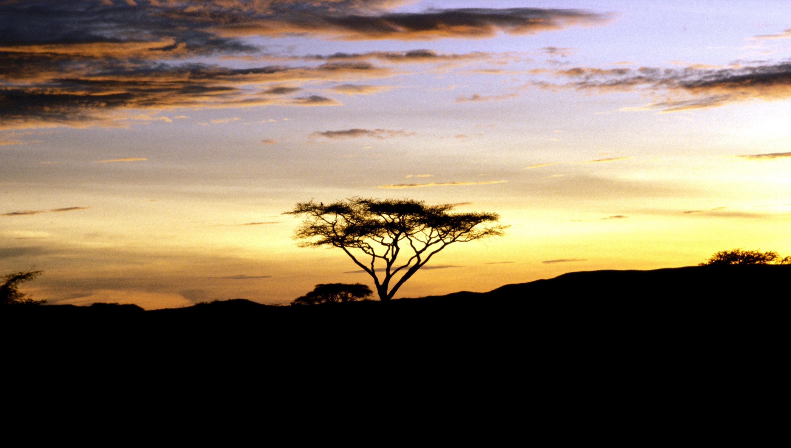 Serengeti · notes at last light