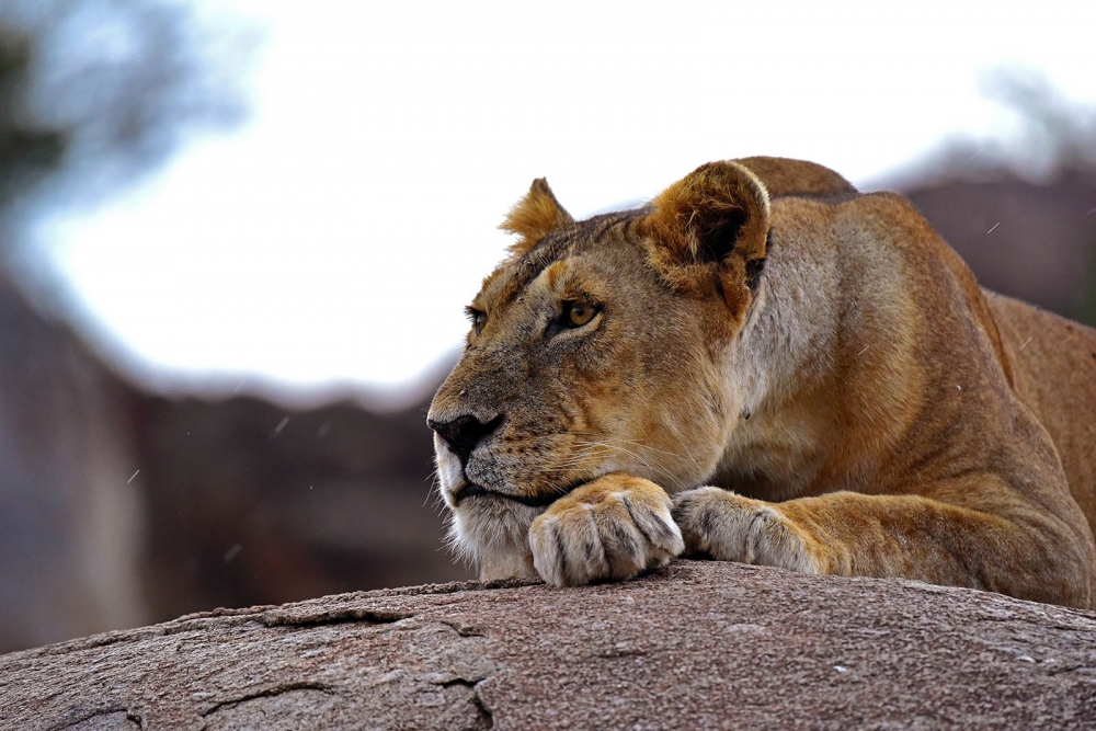 Luxury Safari in Tanzania