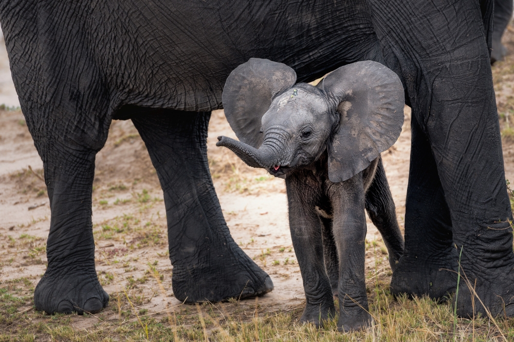 Immerse yourself in the Serengeti