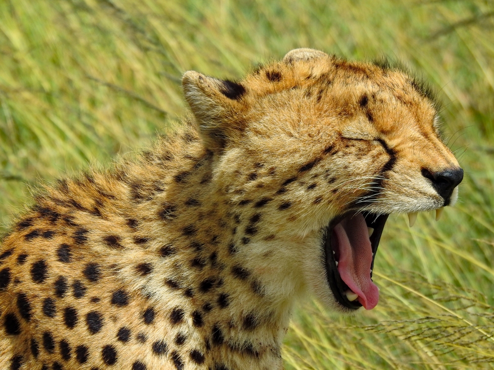 A safari trip through the eyes of a 10 year old