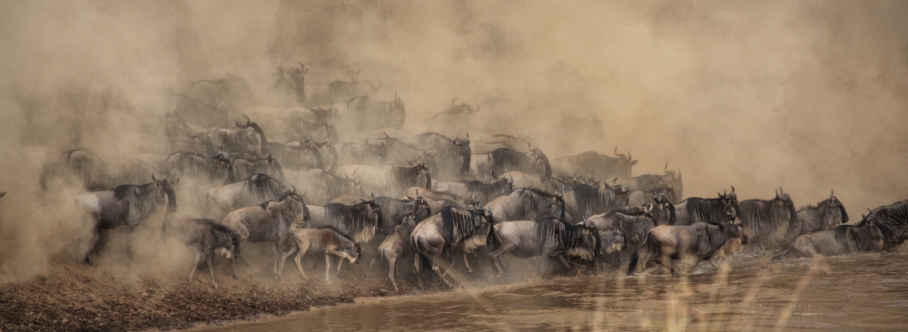 The Wildebeest Great Migration