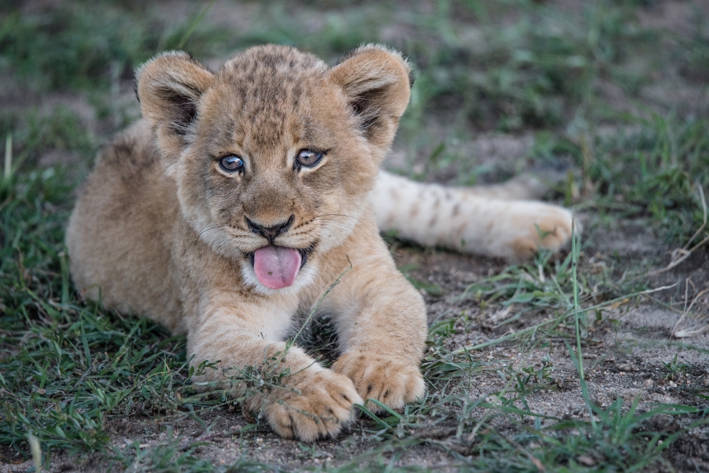 Planning Your First Safari