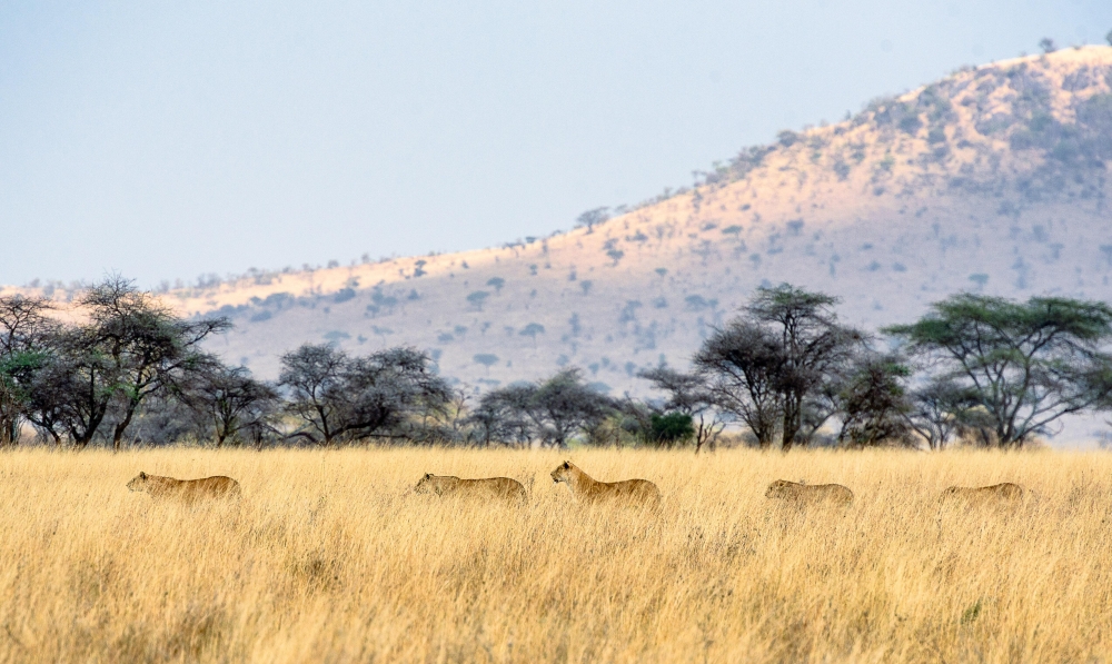 7 reasons to book a Safari in Tanzania