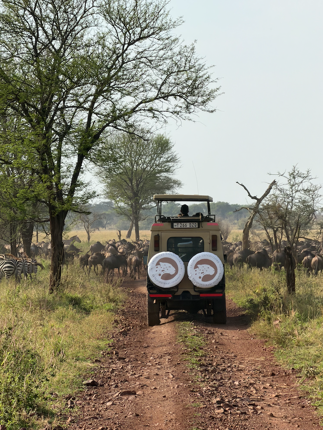 4 Reasons to Go on Safari in October