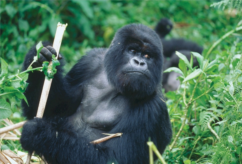 Route map — Rwanda Gorilla Safari