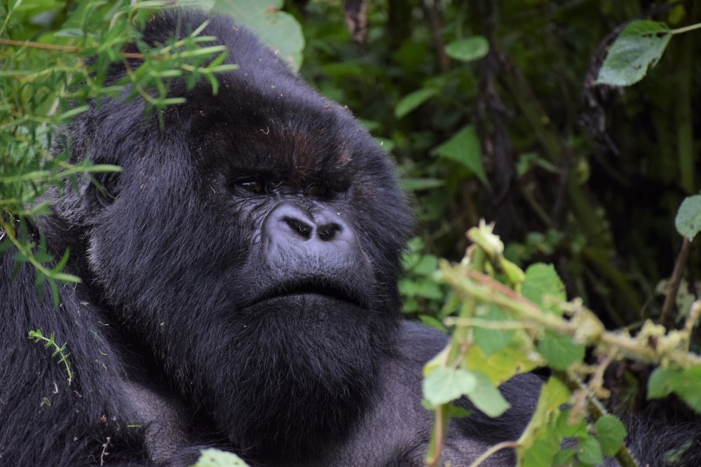 Uganda Gorilla Safari — plate 01