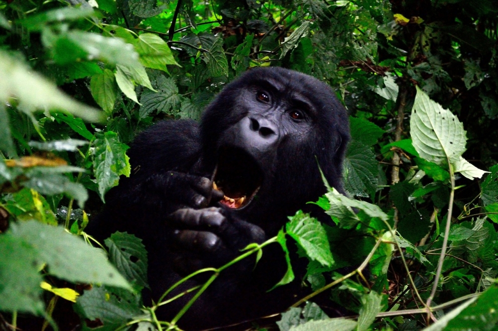 Route map — Complete Uganda Experience