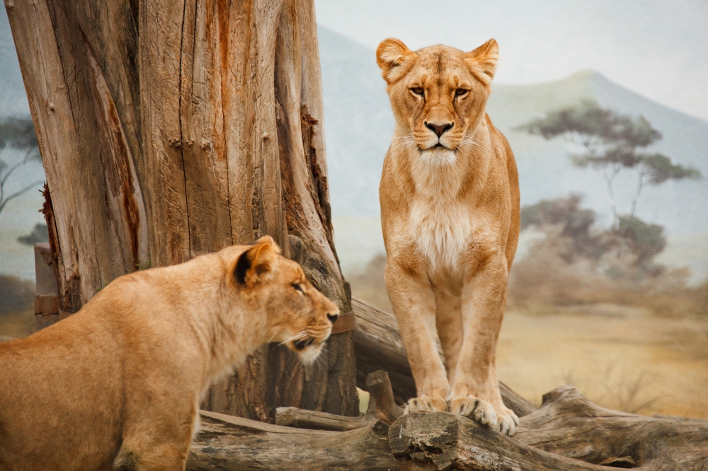 Route map — Living among lions