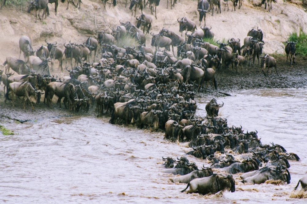 Route map — Journey of the Wildebeest