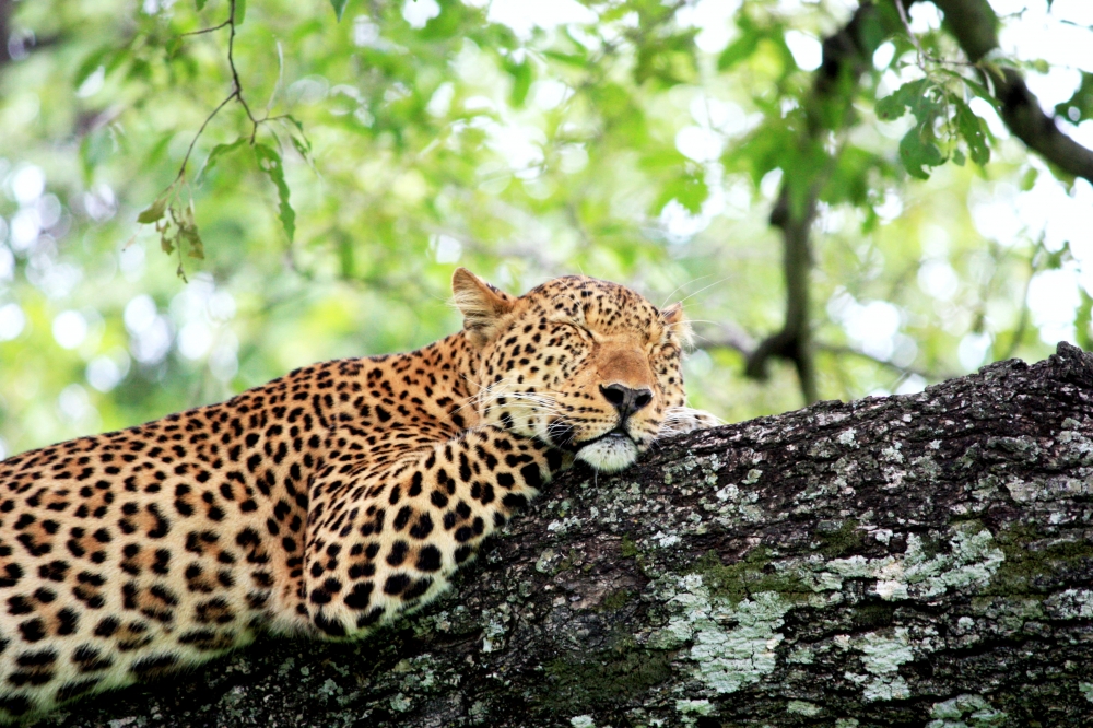 Zambia Highlights — plate 01