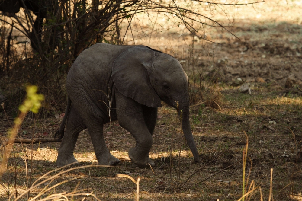 Best of Botswana & Victoria falls — plate 01