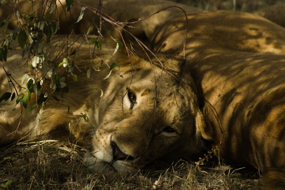 Cape Town & Kruger National Park Safari (Luxury) — plate 01