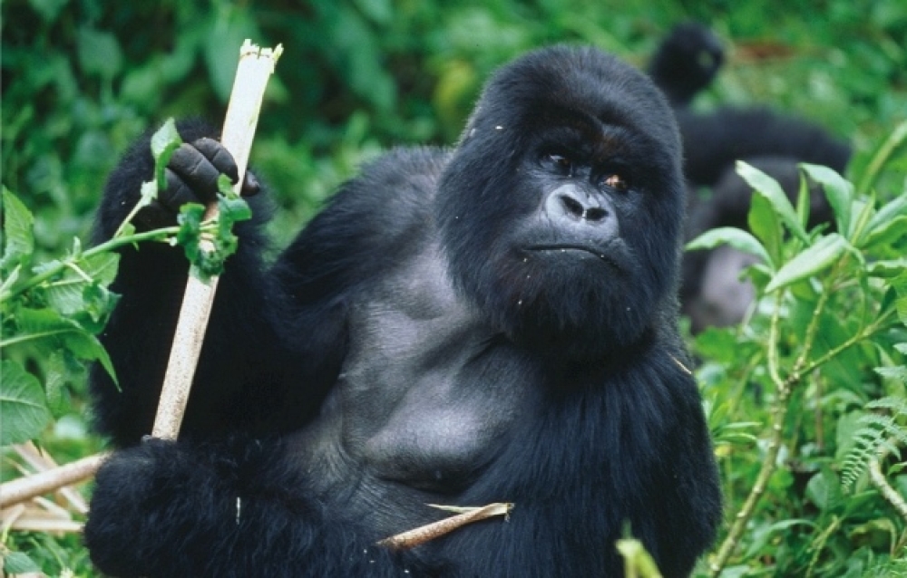 Rwanda Gorilla Safari — plate 01