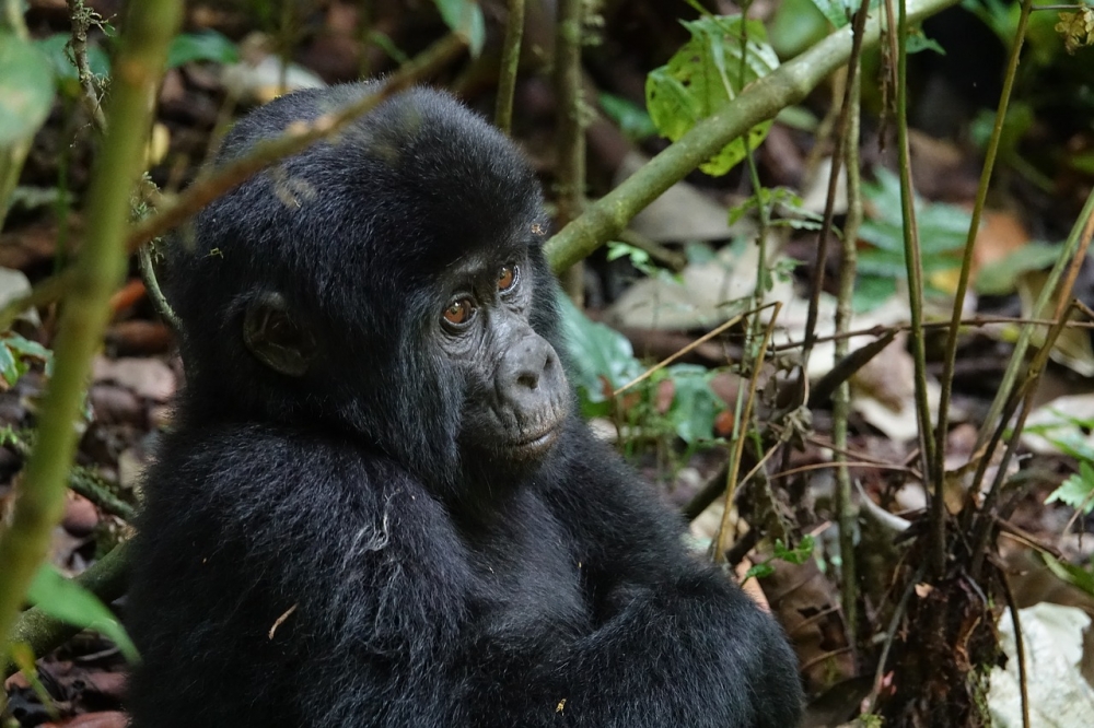 Gorila Safari en Rwanda — lámina 01