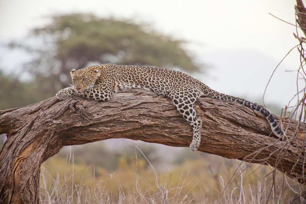 Our Sustainable Safaris | Soul of Tanzania