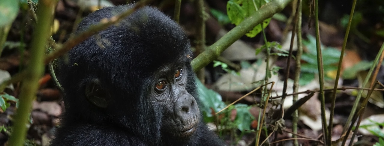 Uganda Safari - Via Rwanda — plate 01