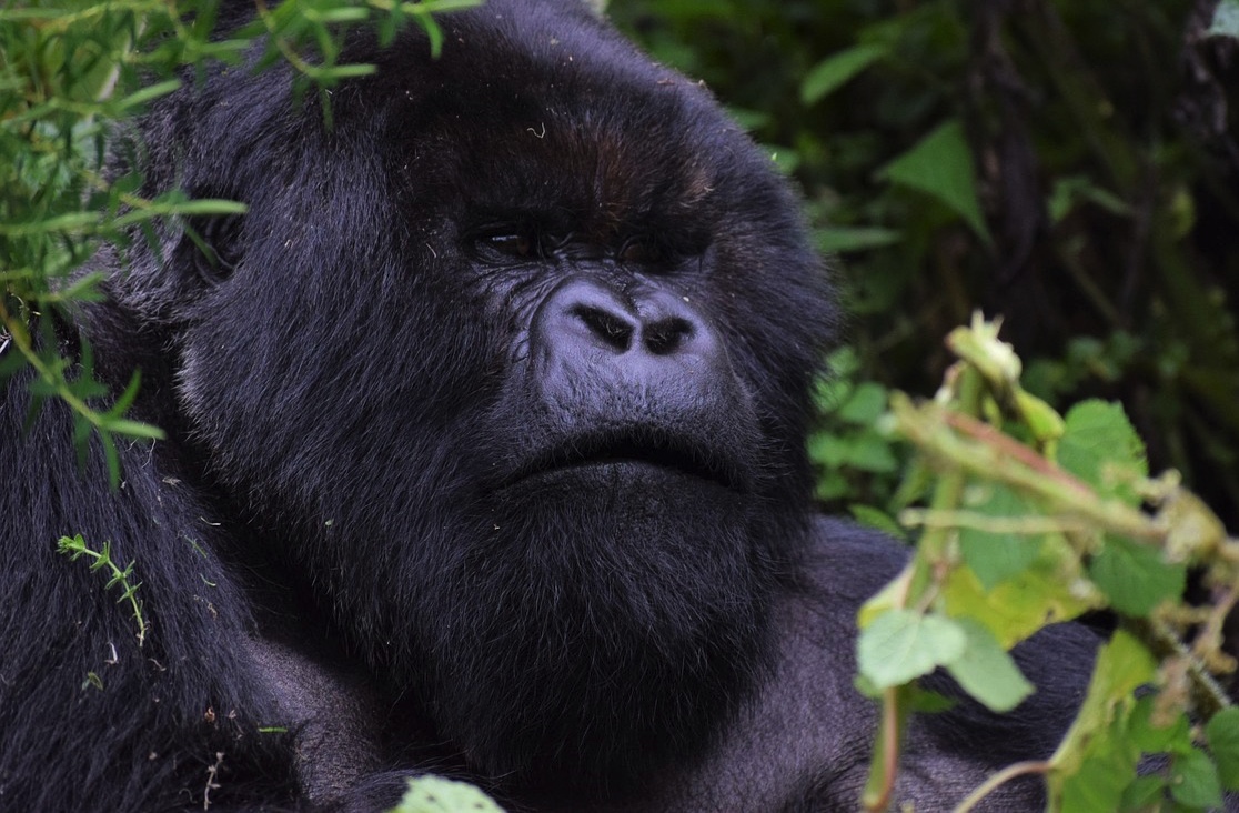 Uganda Safari - Via Rwanda